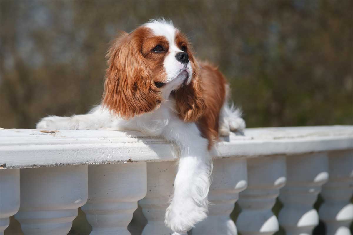 Cavalier King Charles Spaniel